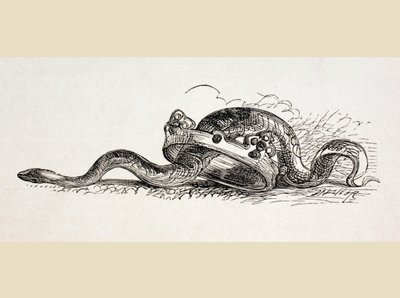 Eine Schlange schlängelt sich durch eine Königskrone, 1890 von English School